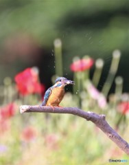 カワセミさん。