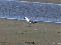 ウミネコさん。　
