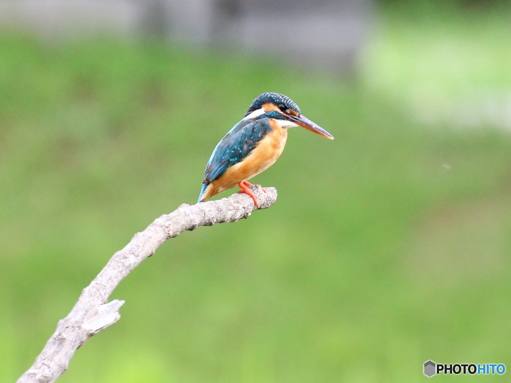 カワセミさん。