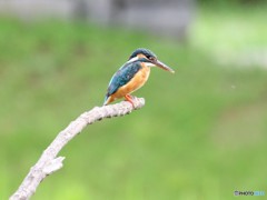 カワセミさん。