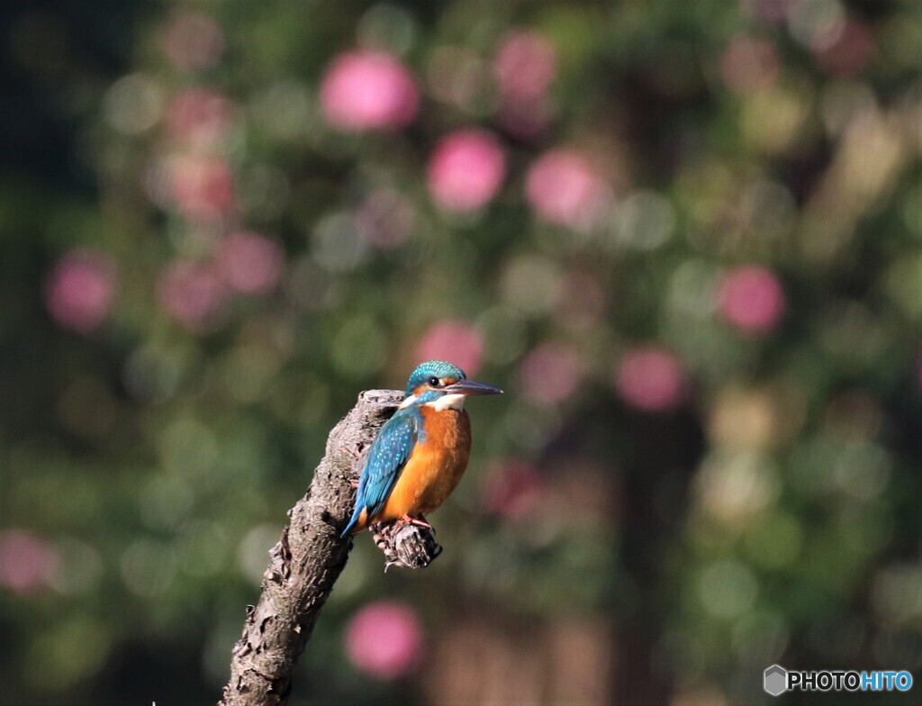 カワセミさん。