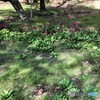 クリンソウ。
