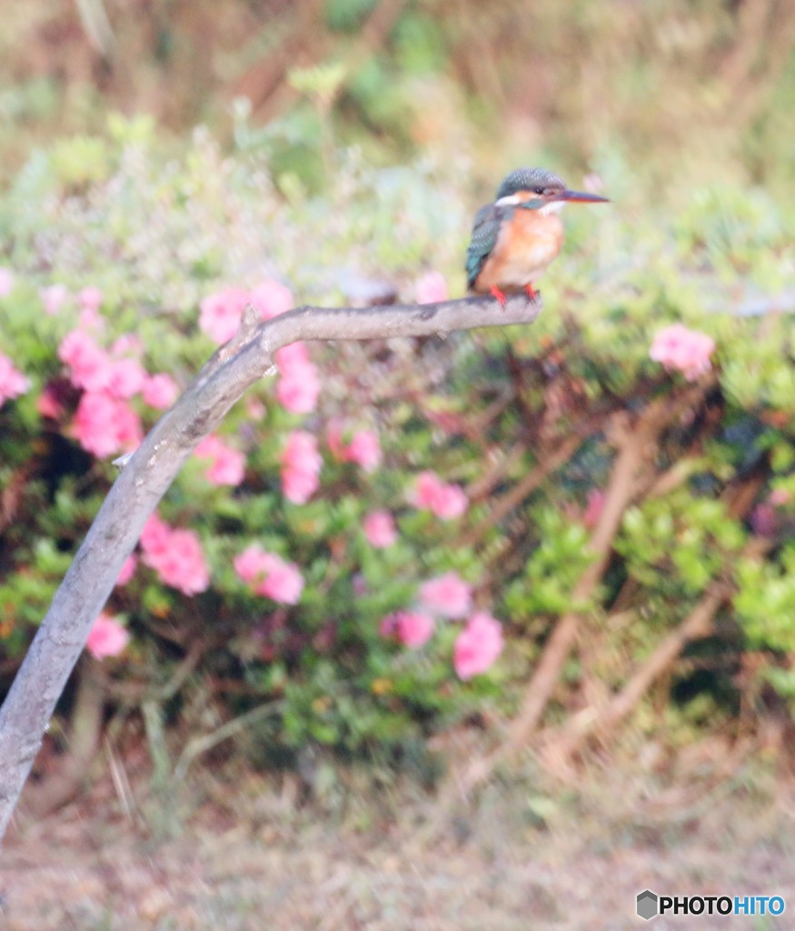 カワセミさん。