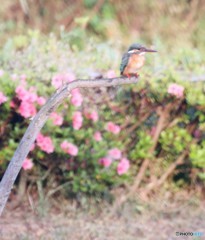 カワセミさん。
