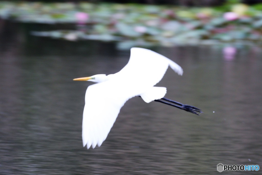 ダイサギさん。