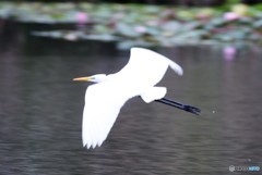 ダイサギさん。