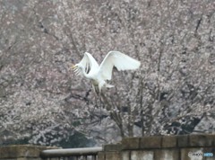 亜種オオダイサギさん、