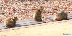 公園のネコさんたち。