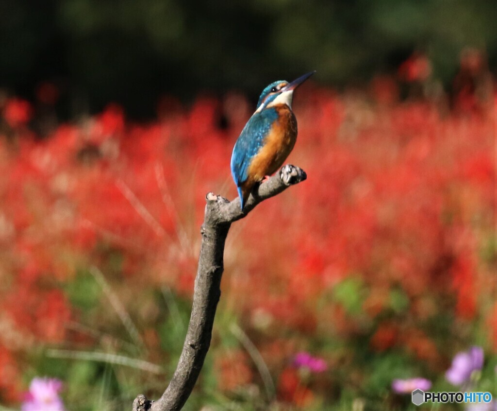 カワセミさん。
