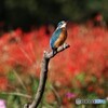 カワセミさん。