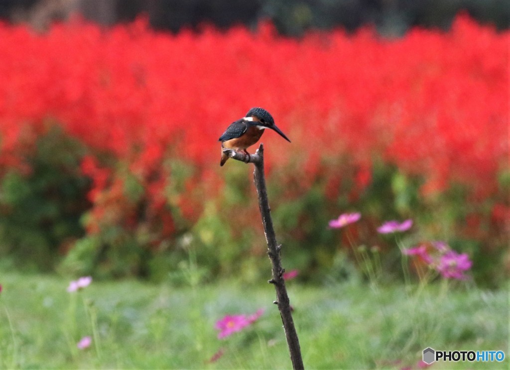 カワセミさん。