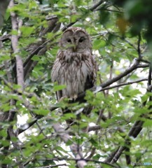 フクロウさん。