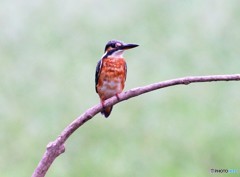 カワセミさん。