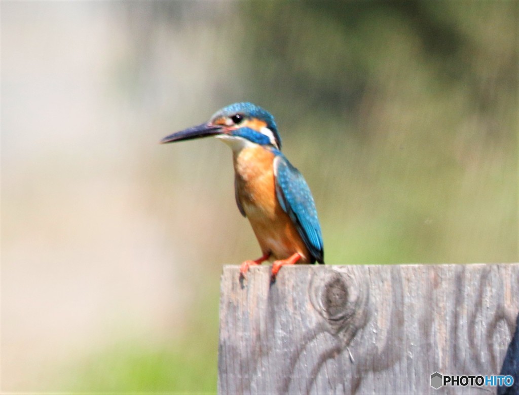 カワセミくん。