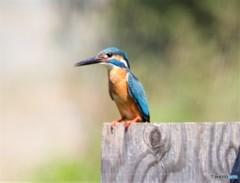 カワセミくん。