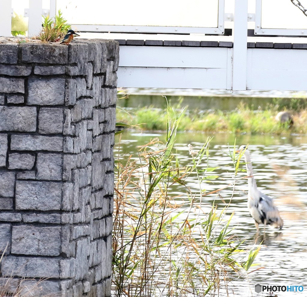 カワセミさんとアオサギさん。