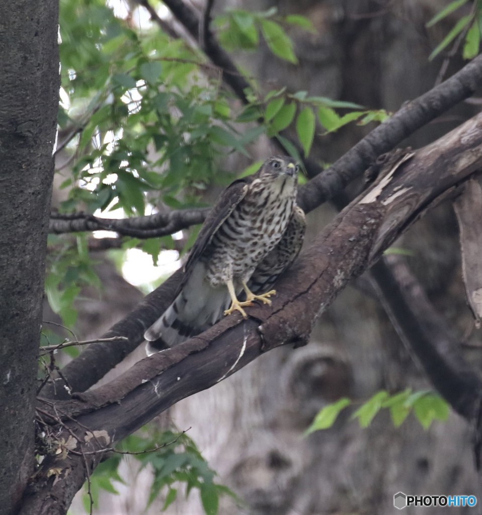 ツミさんの幼鳥。