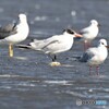オニアジサシさん。