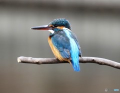 カワセミさん。