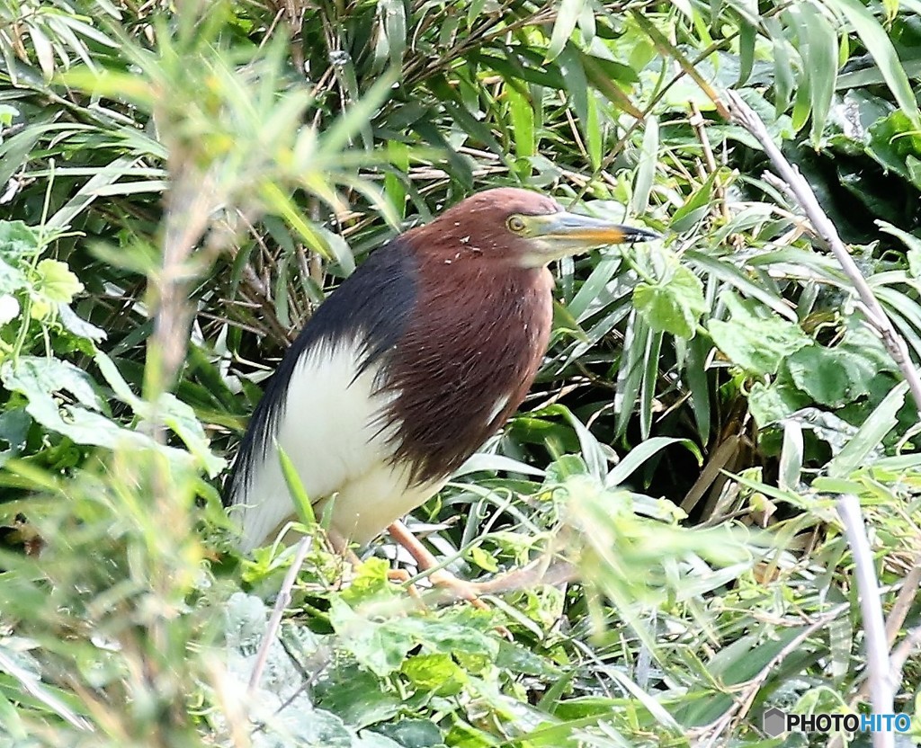 アカガシラサギさん。