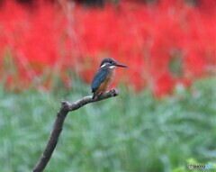 カワセミさん。