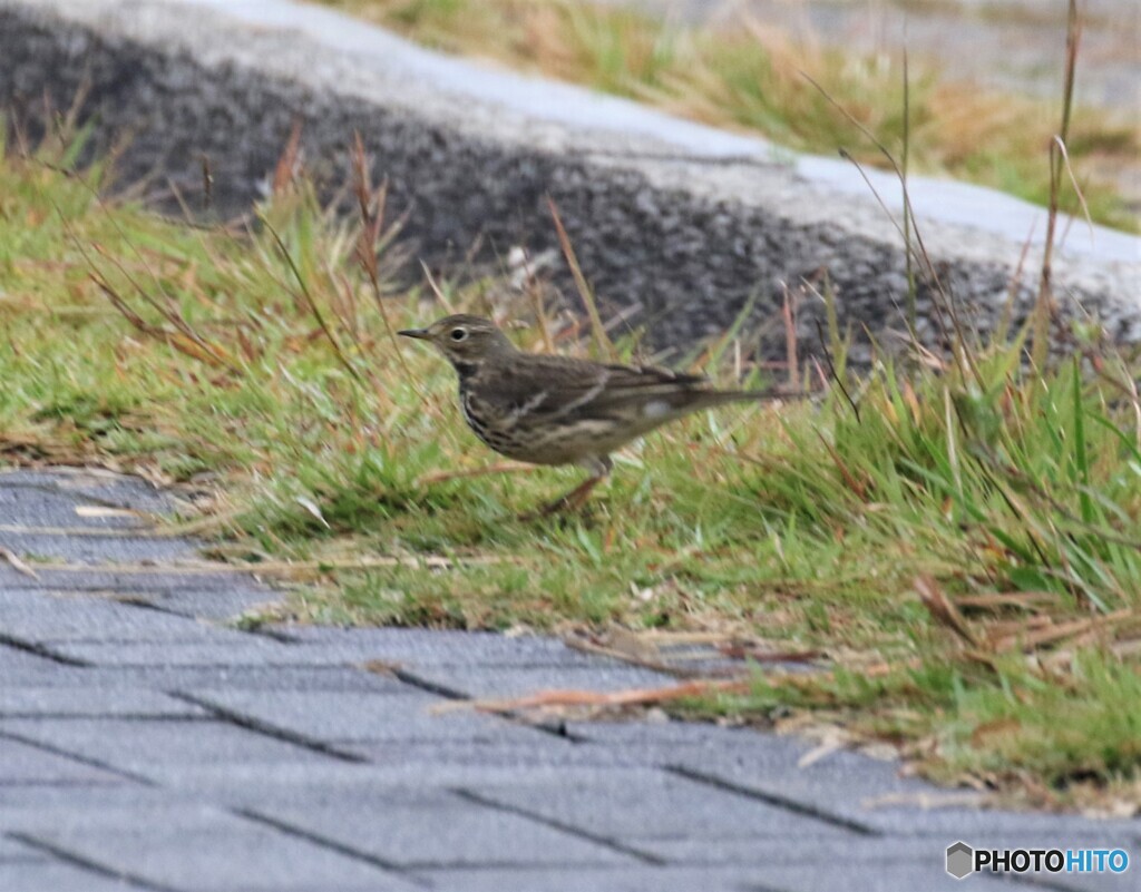 タヒバリさん。