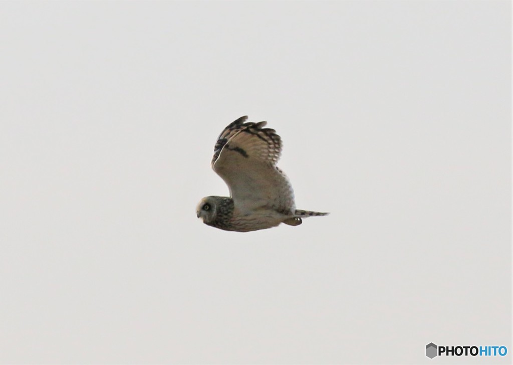 コミミズクさん。