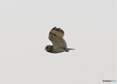 コミミズクさん。