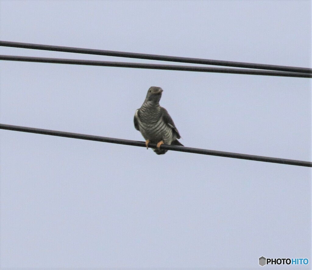 ツツドリさんの若鳥。