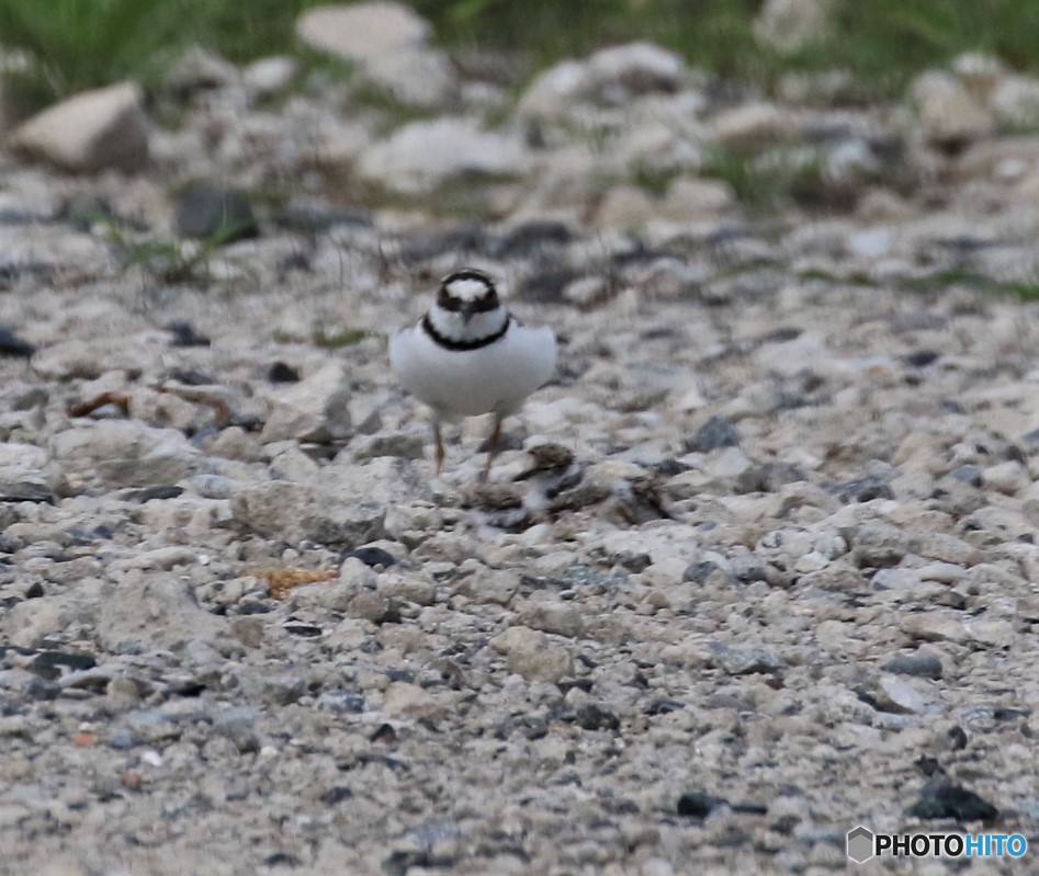 コチドリさんの親子。