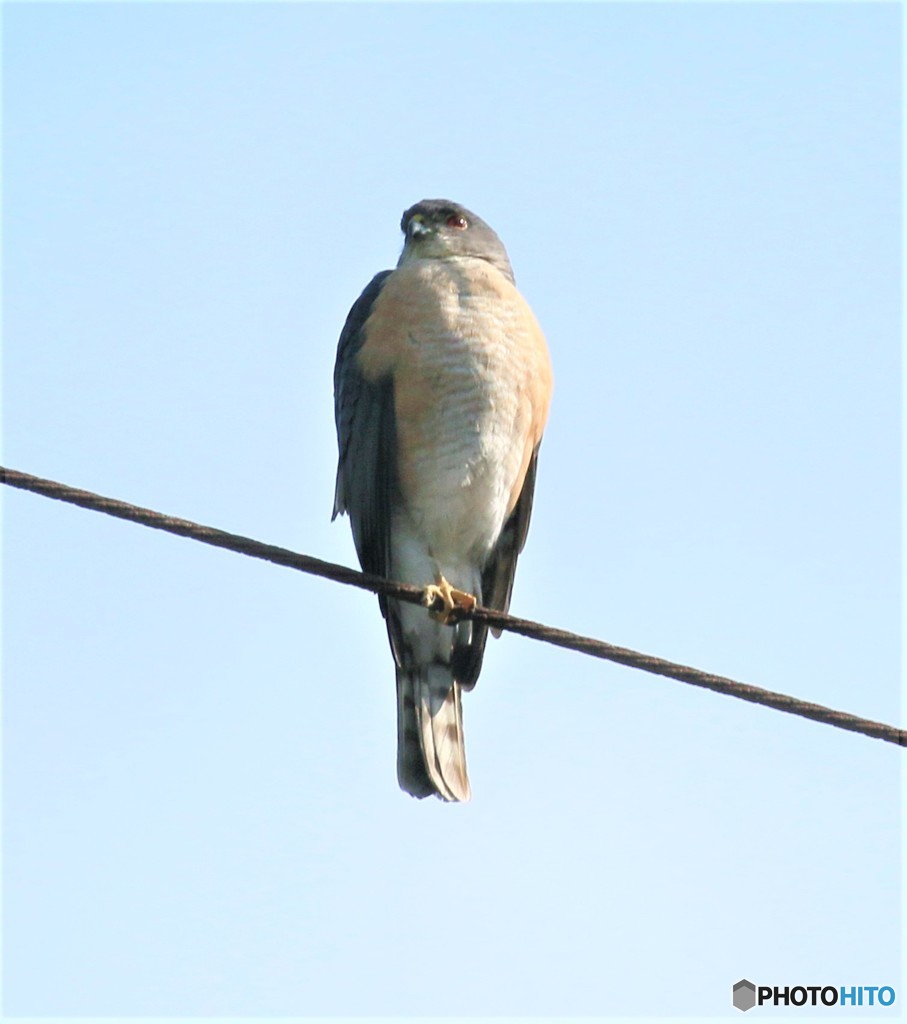 何を考えているのかな、ツミさん。