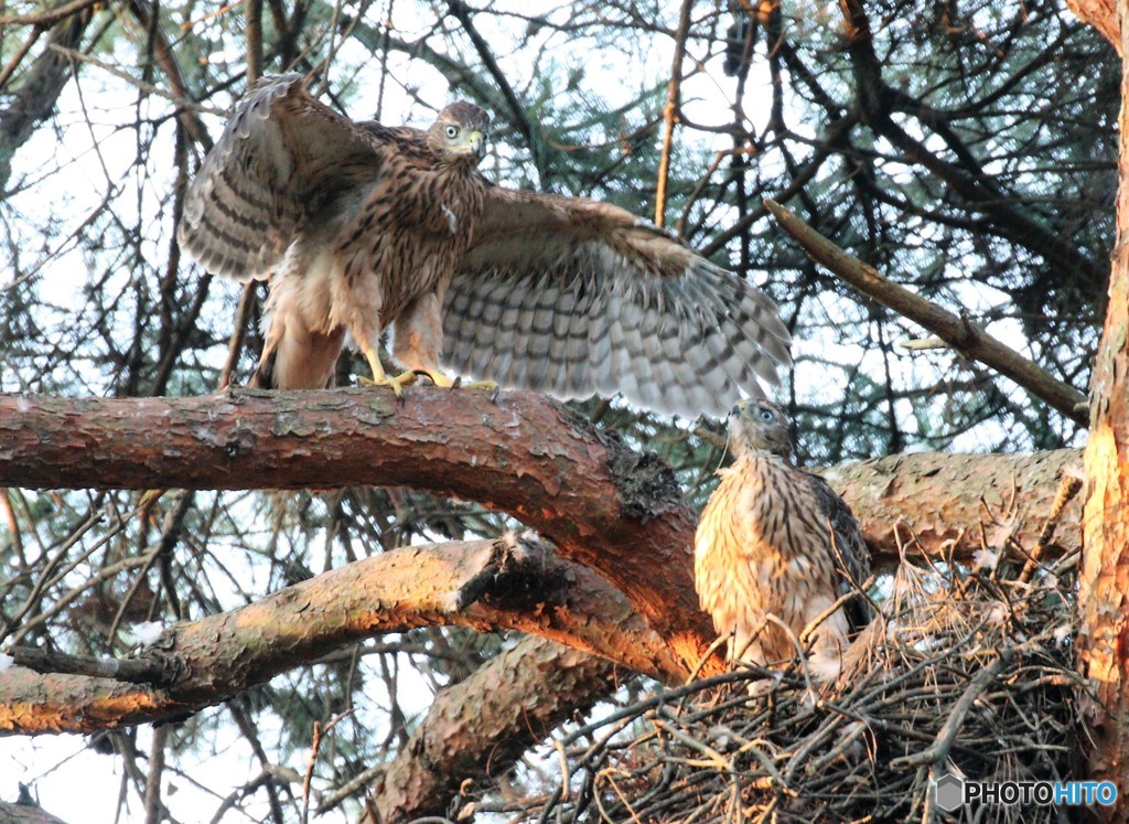 オオタカの幼鳥さん。