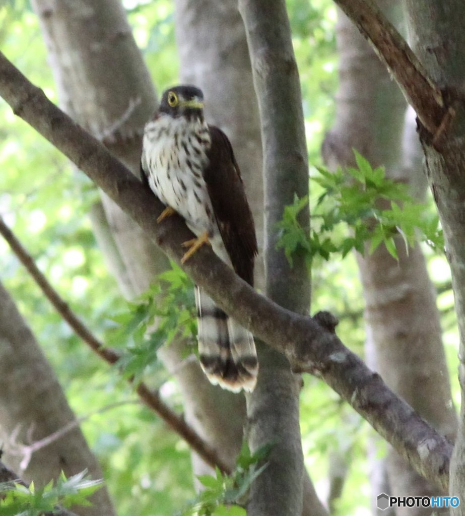 ジュウイチさんの若鳥。