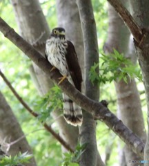 ジュウイチさんの若鳥。