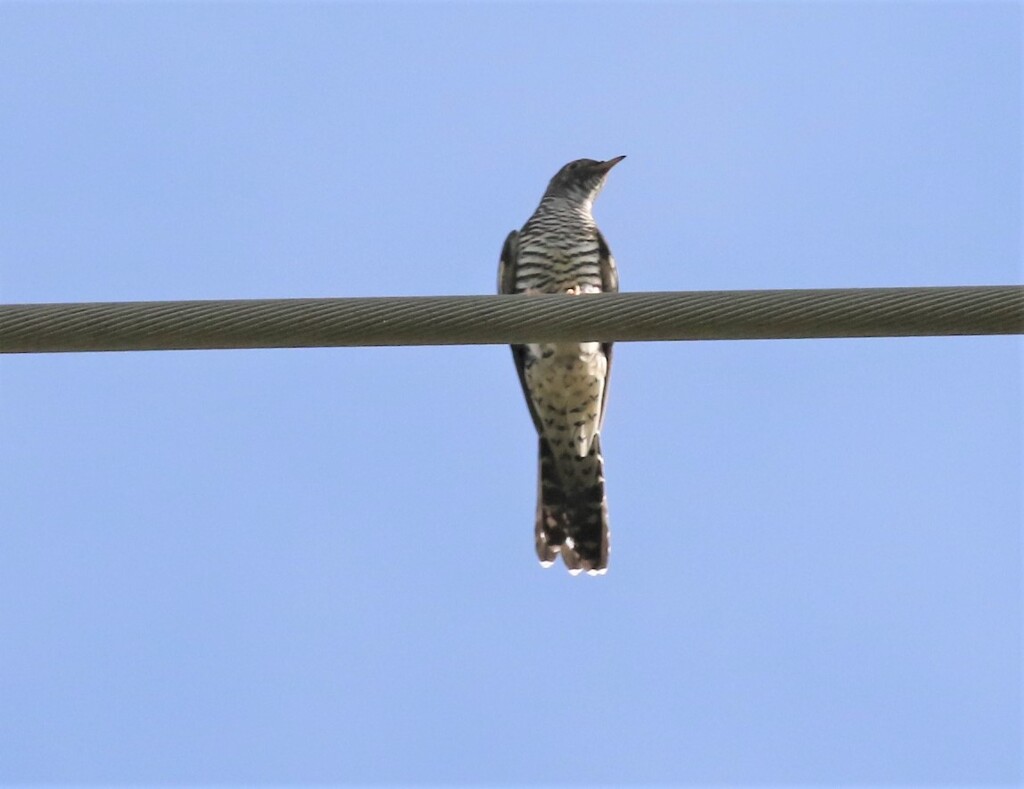 ツツドリさん。