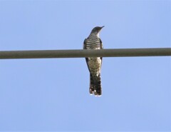 ツツドリさん。