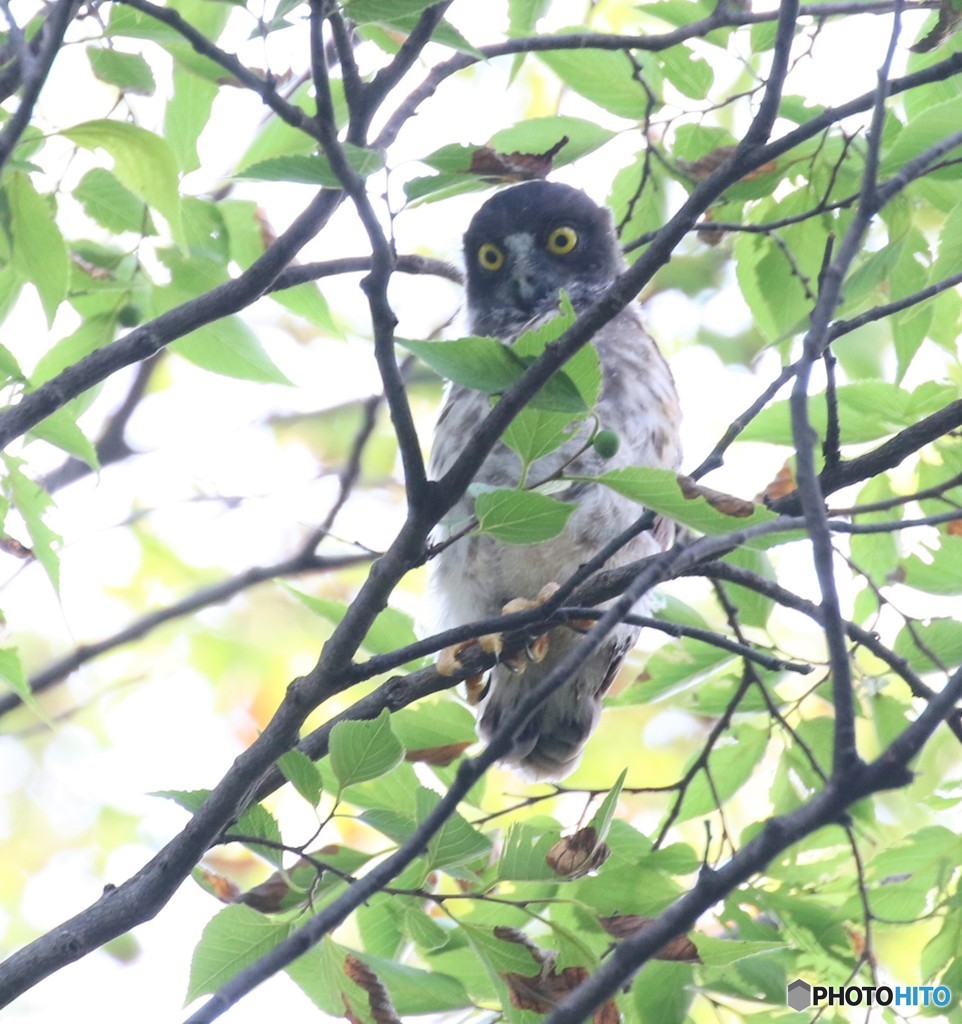巣立ちしました。