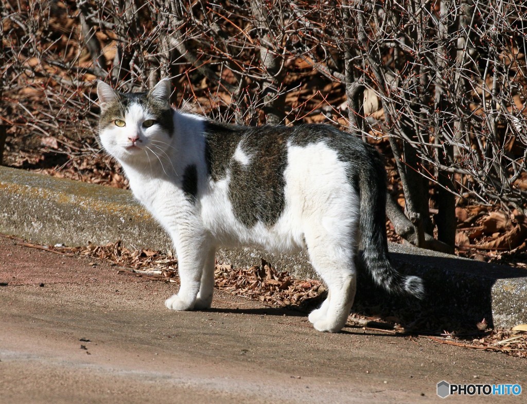 公園のネコさん。