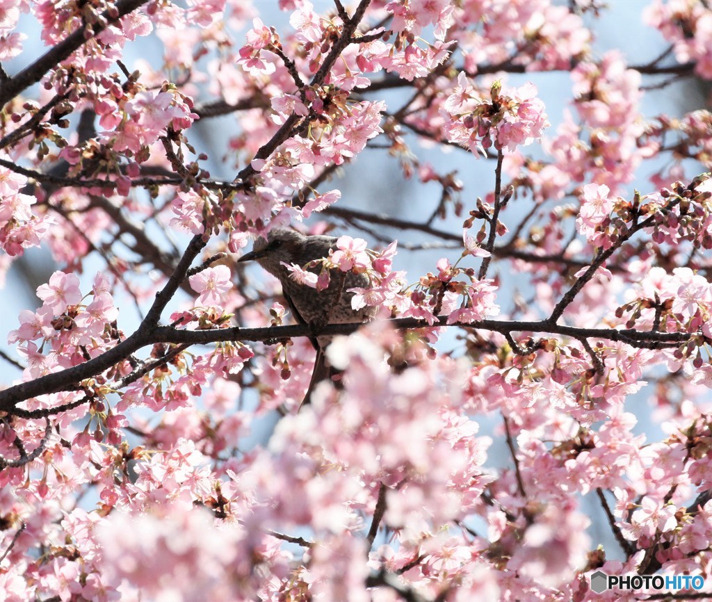 河津桜