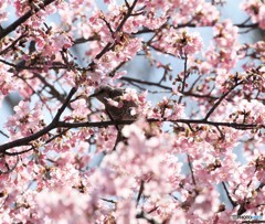 河津桜