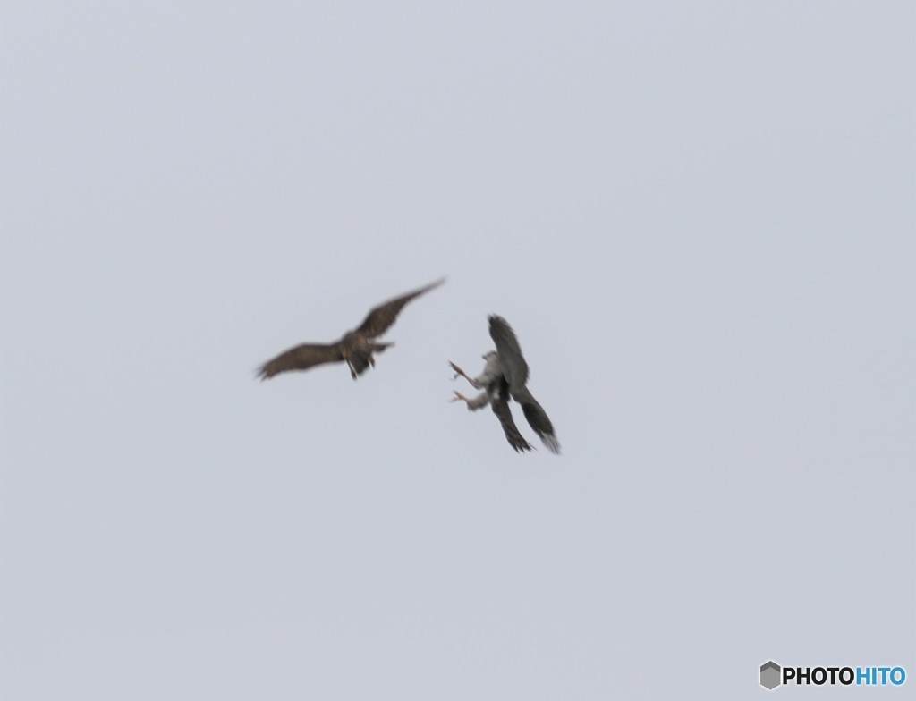 オオタカさんＸ若オオタカさん。