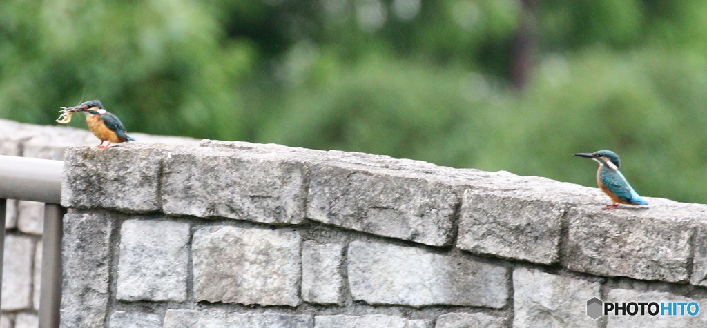 カワセミさん。