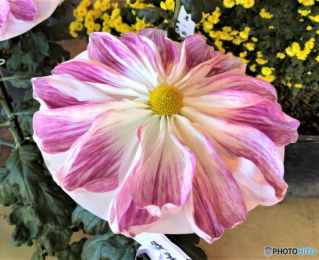 菊