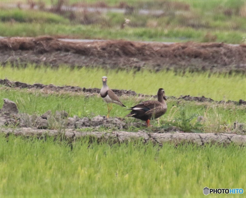ケリさんとカルガモさん。