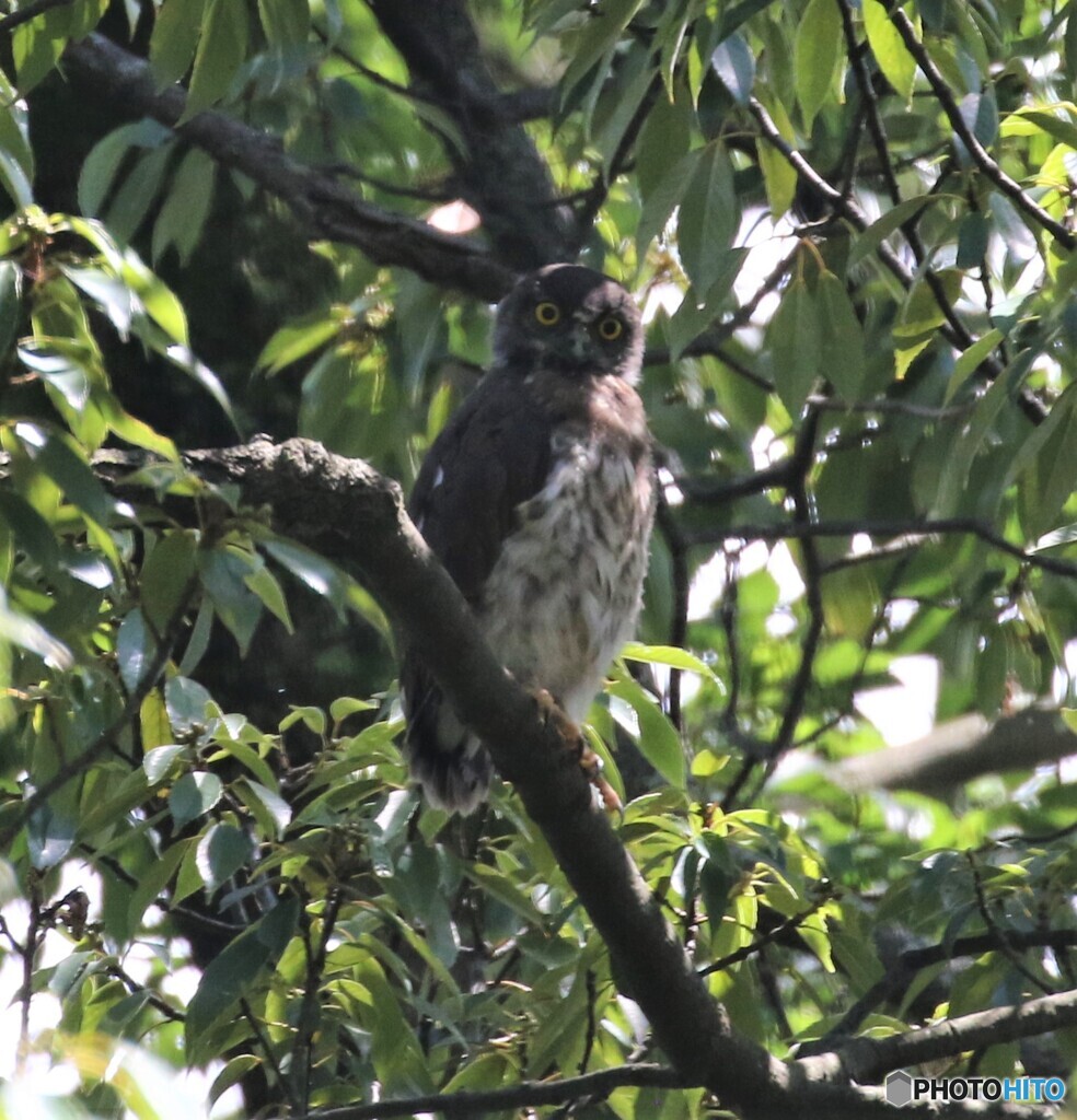 アオバズクさんのヒナちゃん。