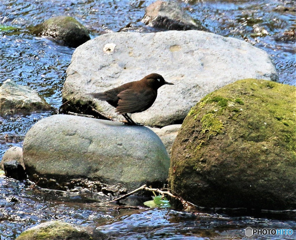 カワガラスさん。