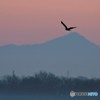 筑波山にチュウヒさん。