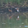 追いかけっこ、かな・・・