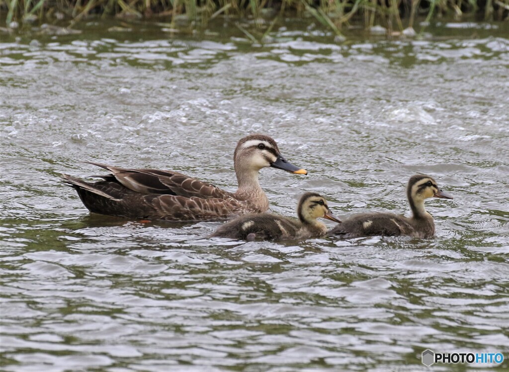 カルガモさんの親子。
