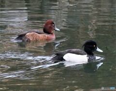 迷鳥メジロガモさんとキンクロハジロさん。